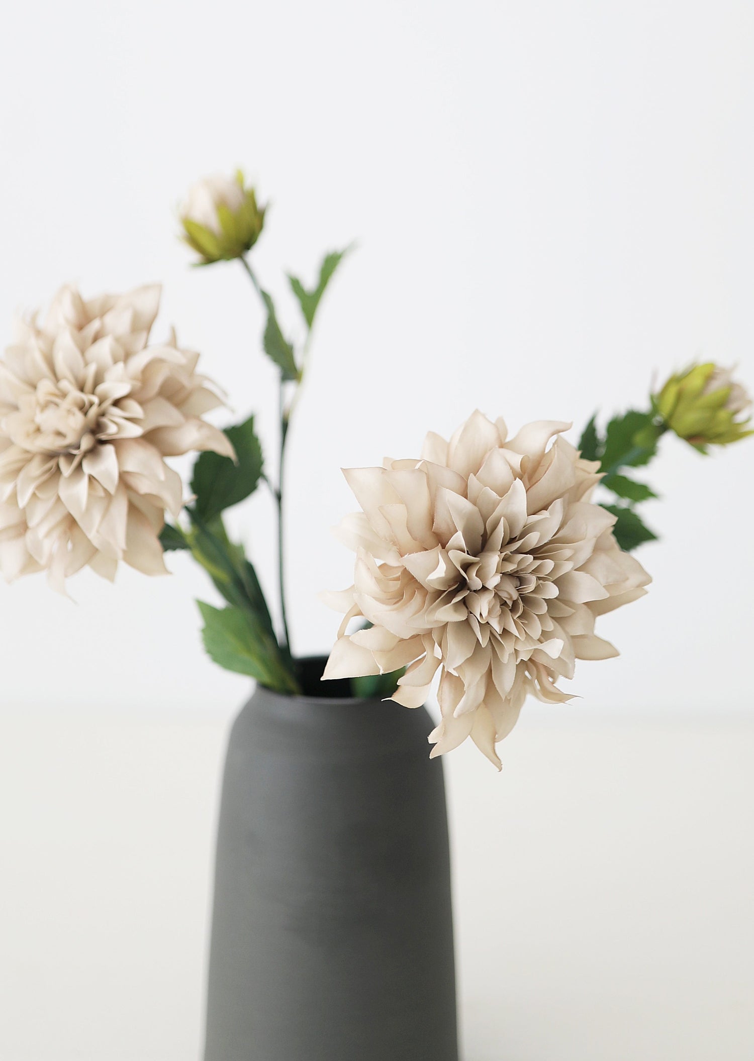 Close-up of Taupe Dahlias