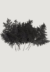 Dyed Black Leaves Preserved Bracken Fern Leaf Accents at afloral