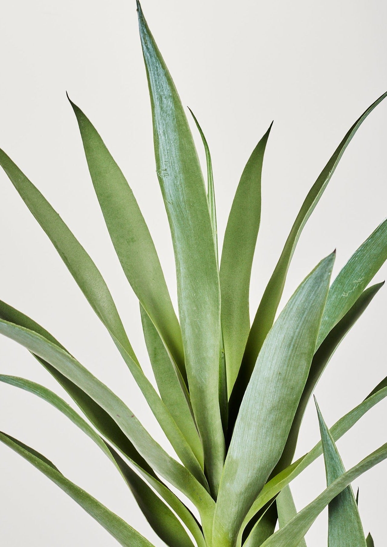 Artificial Yucca Leaves in Potted Plant at Afloral