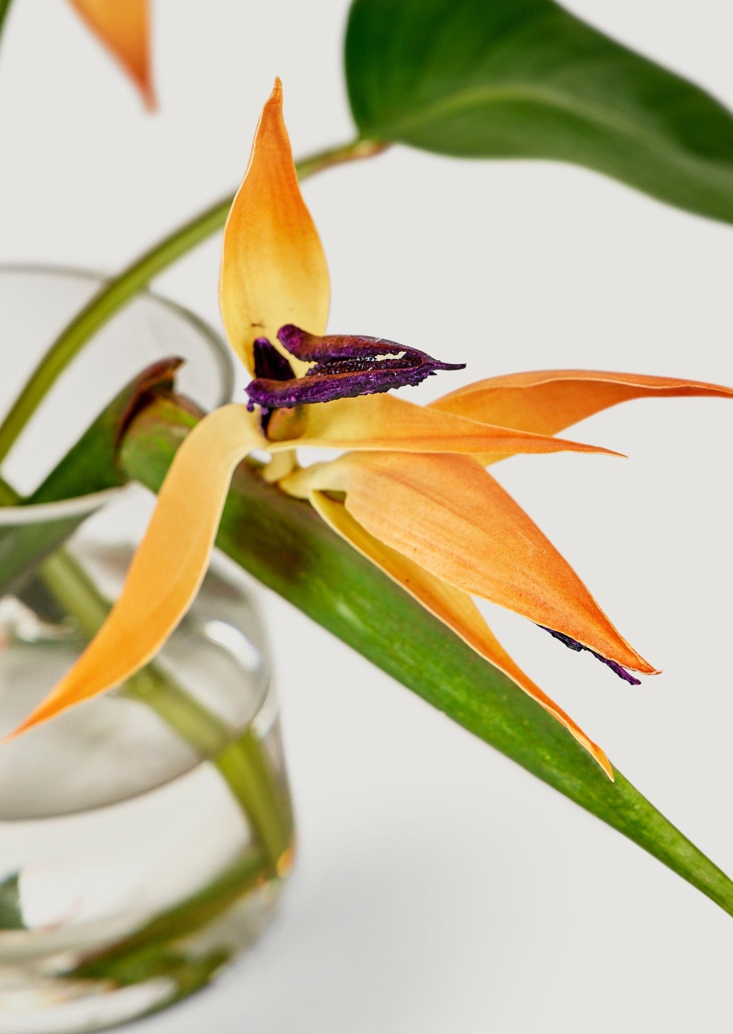 Orange Faux Tropical Bird of Paradise Flowers in Glass Vase Arrangement at Afloral