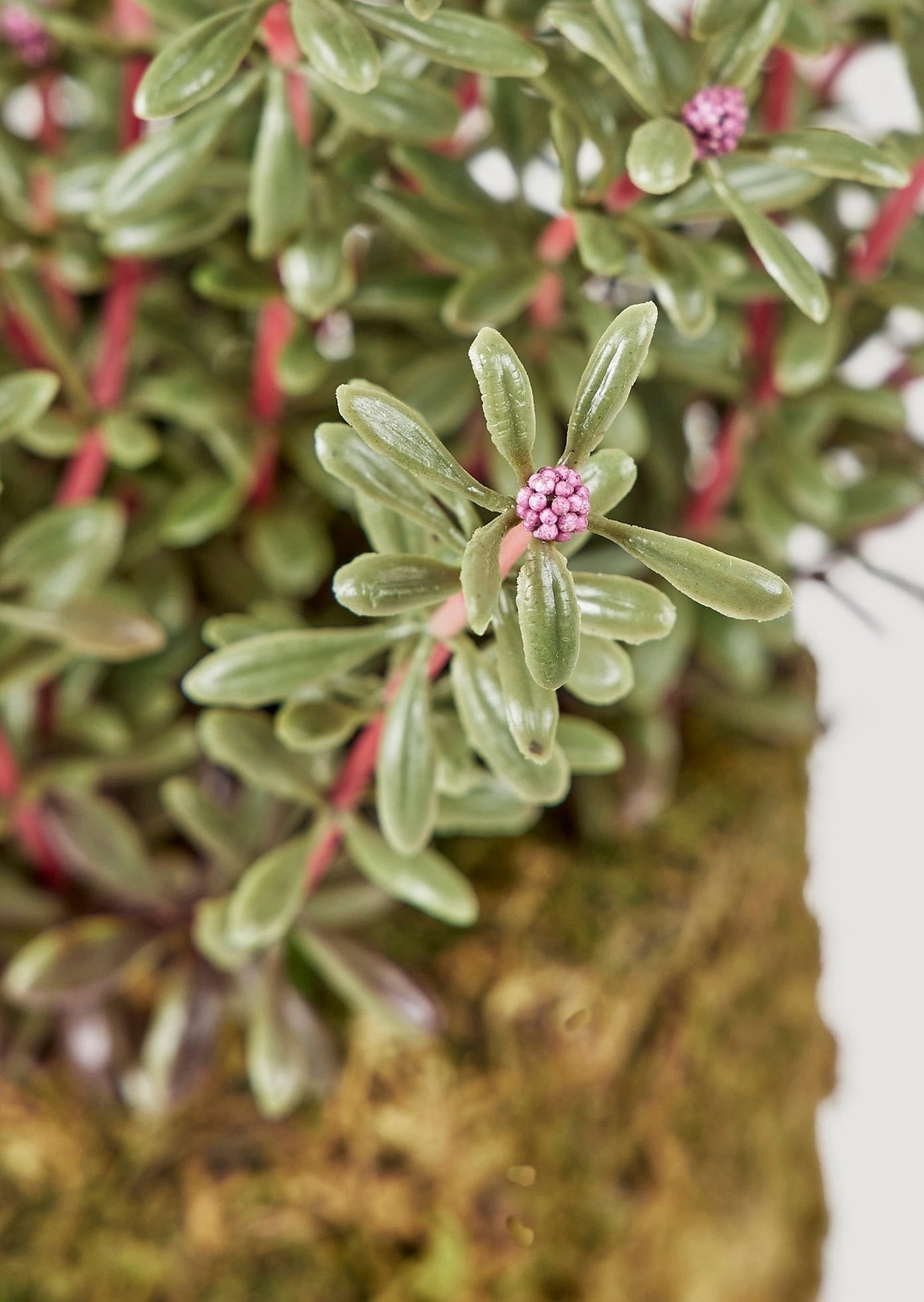 Afloral Closeup of Mini Mauve Faux Aeonium Succulent Bud Clusters