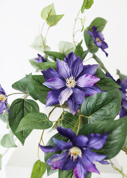 Close-up of UV-Treated Clematis Bush in Purple