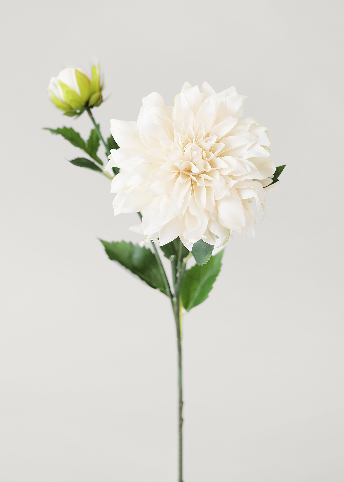 Ivory Dahlia