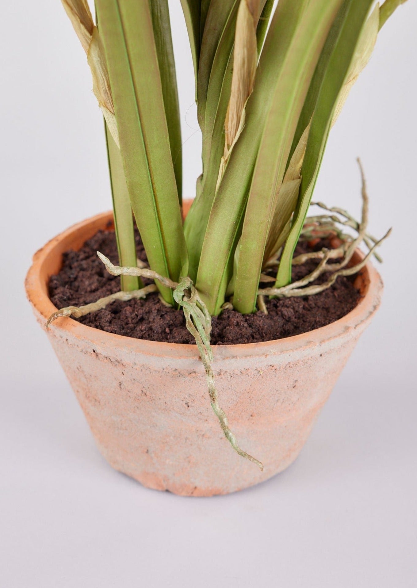 Afloral Closeup View of Artificial Soil in Potted Orchid Plant