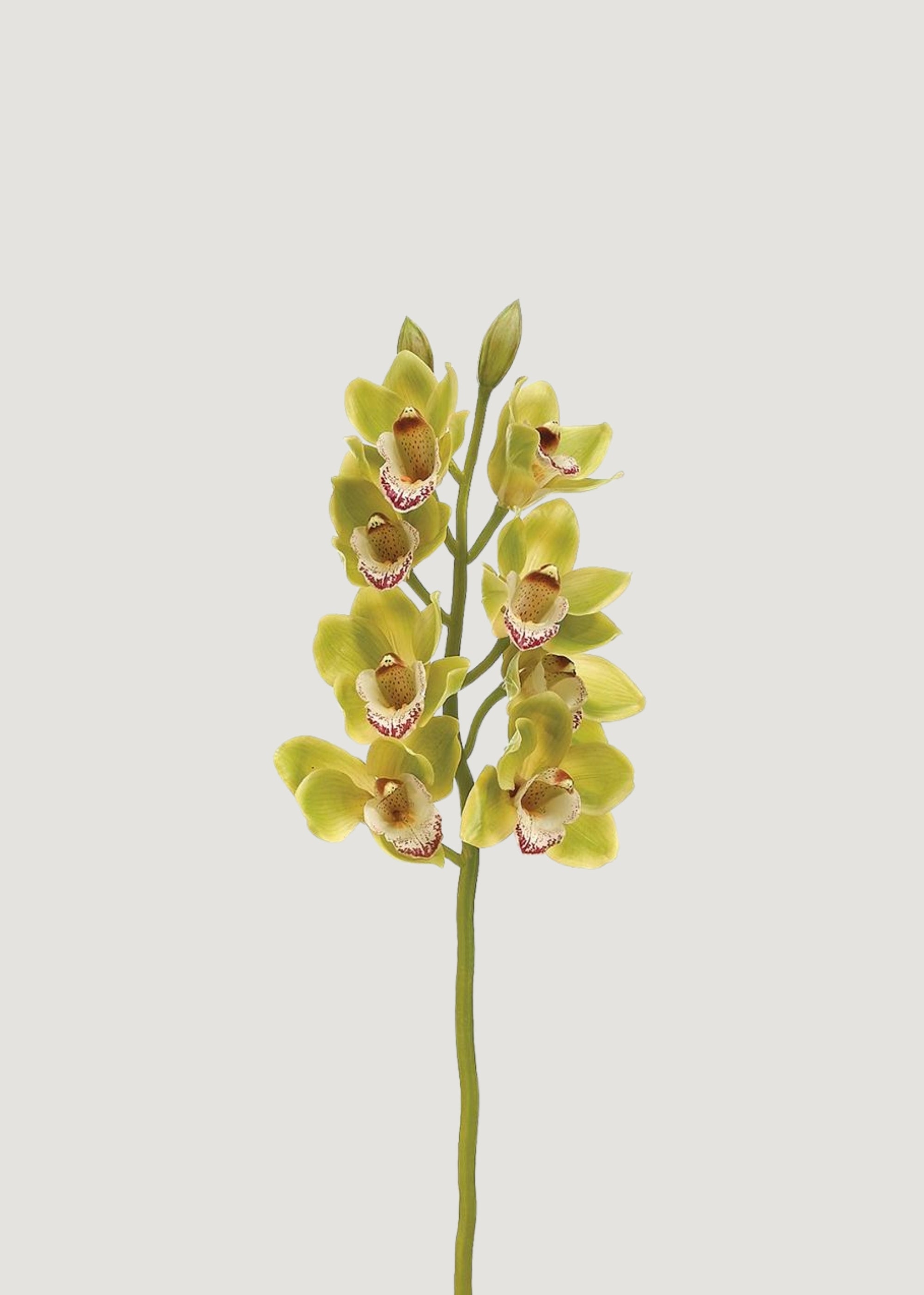 Faux Orchids at Afloral Green Burgundy Cymbidium Stem