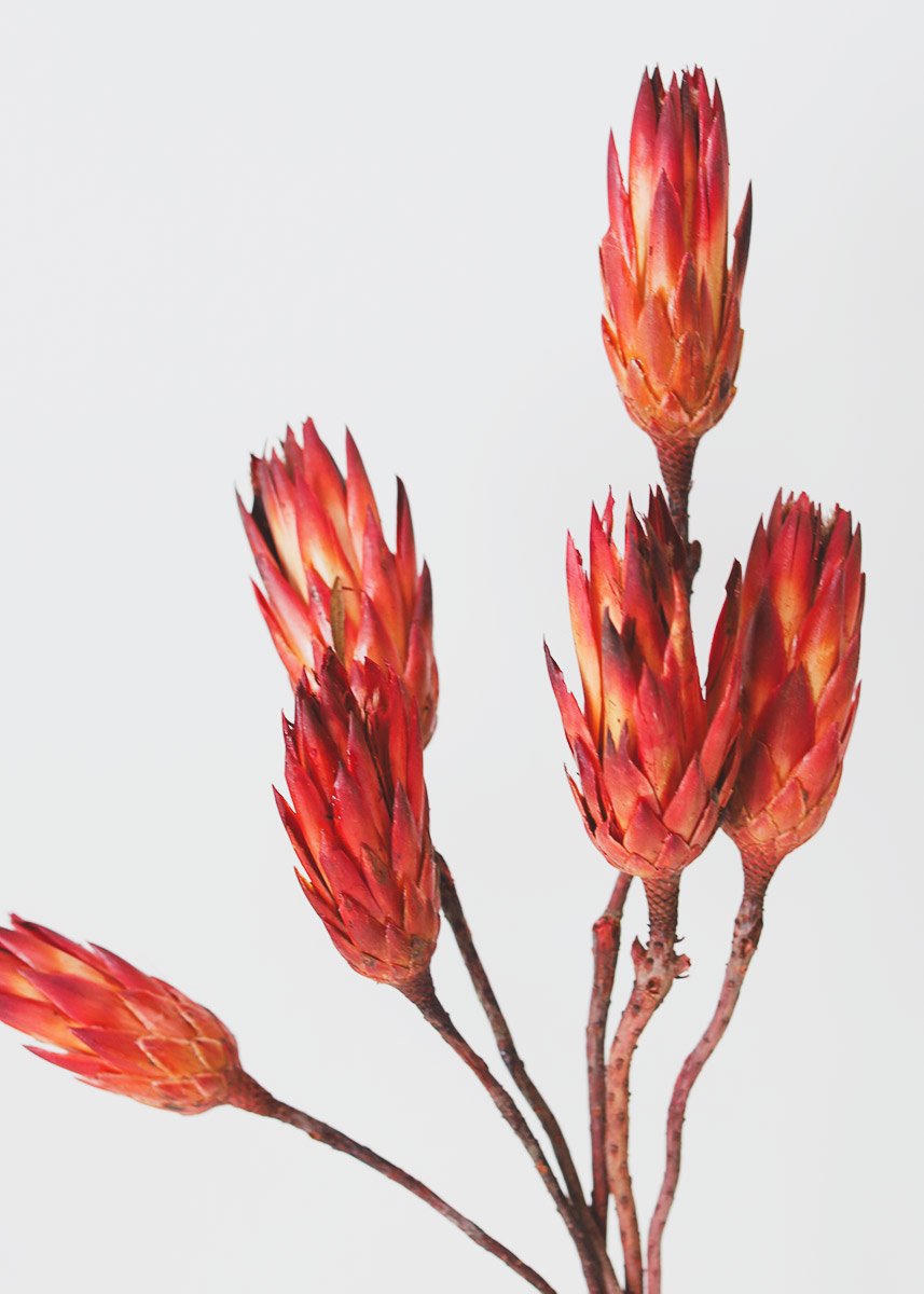 Bundle of 6 Red Dried Protea Repens
