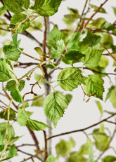 Afloral Closeup of Artificial Birch Tree Leaves