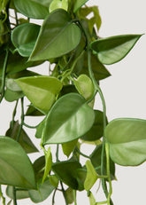 Artificial Greenery Real Touch Philodendron Bush