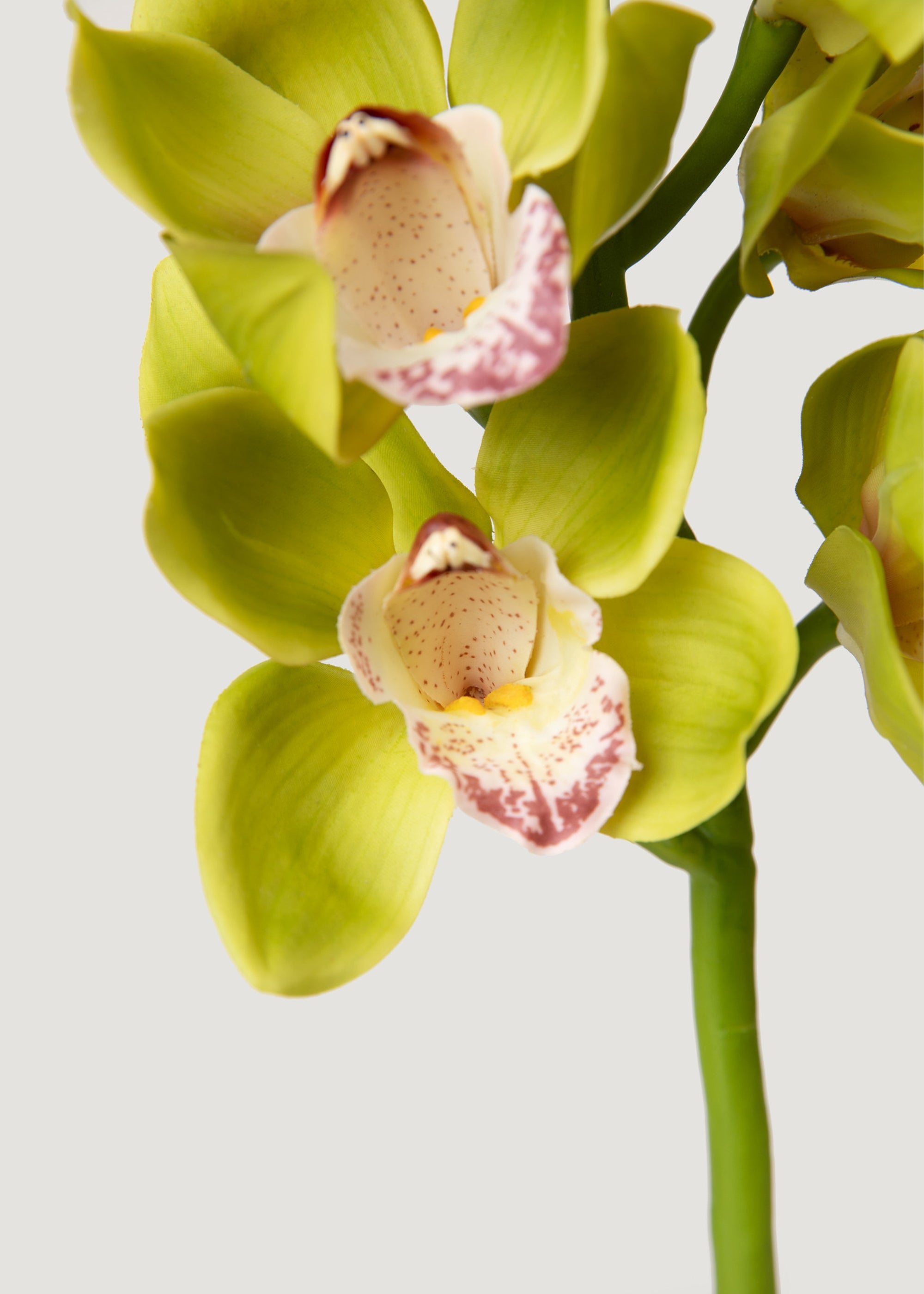 Green Burgundy Artificial Cymbidium Orchid