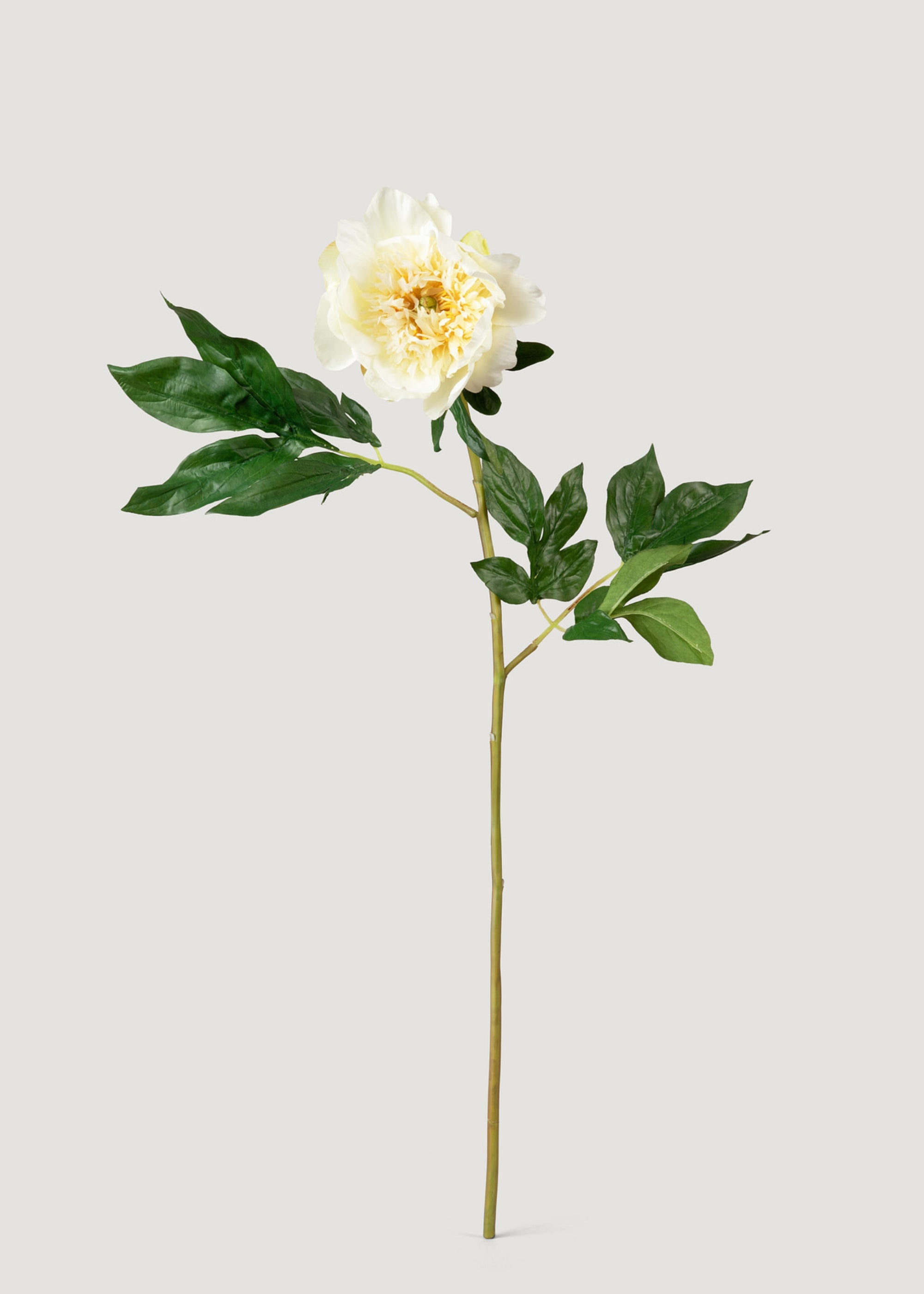 Artificial Peony Flower in Cream White 