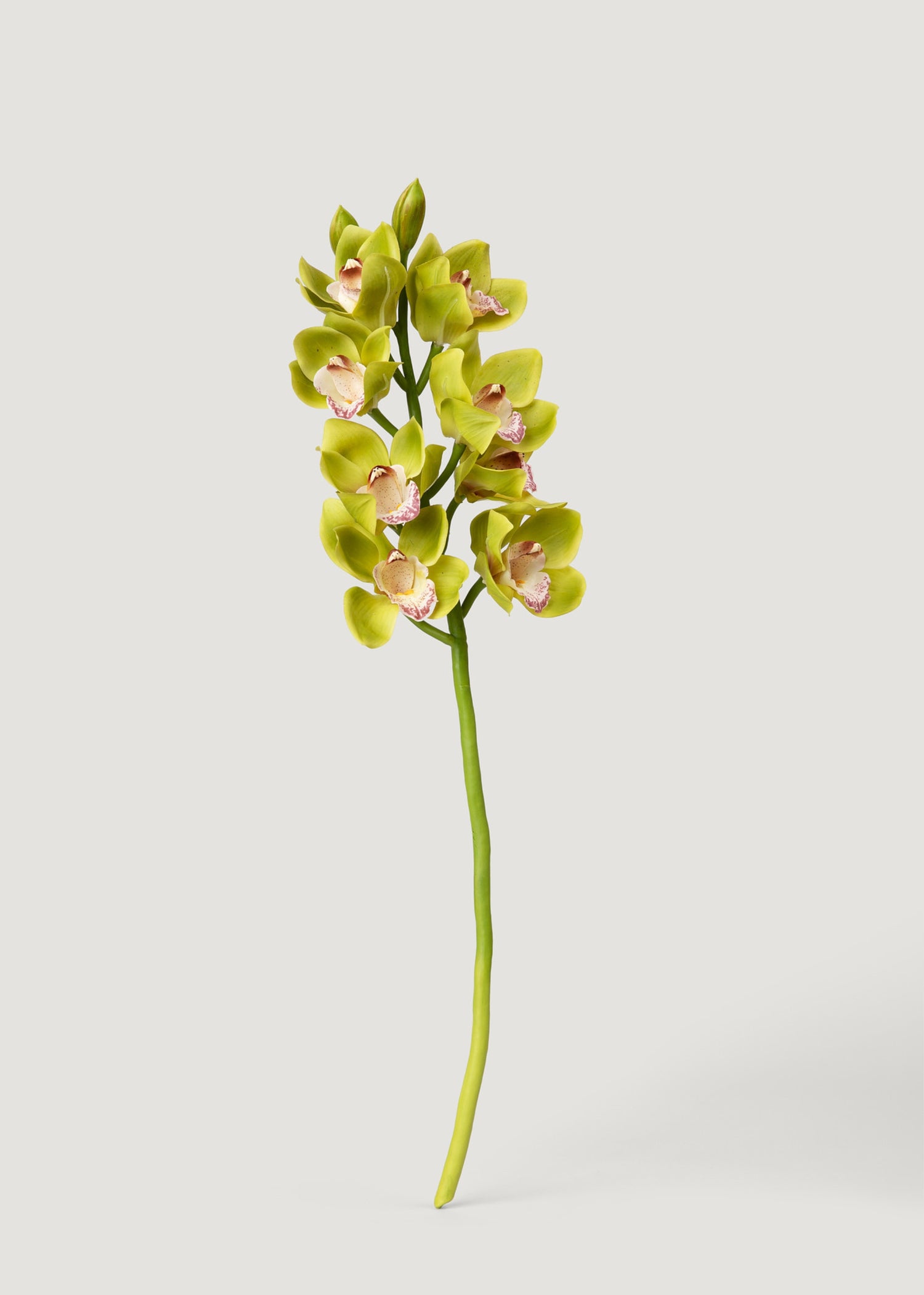 Faux Orchids at Afloral Green Burgundy Cymbidium Stem