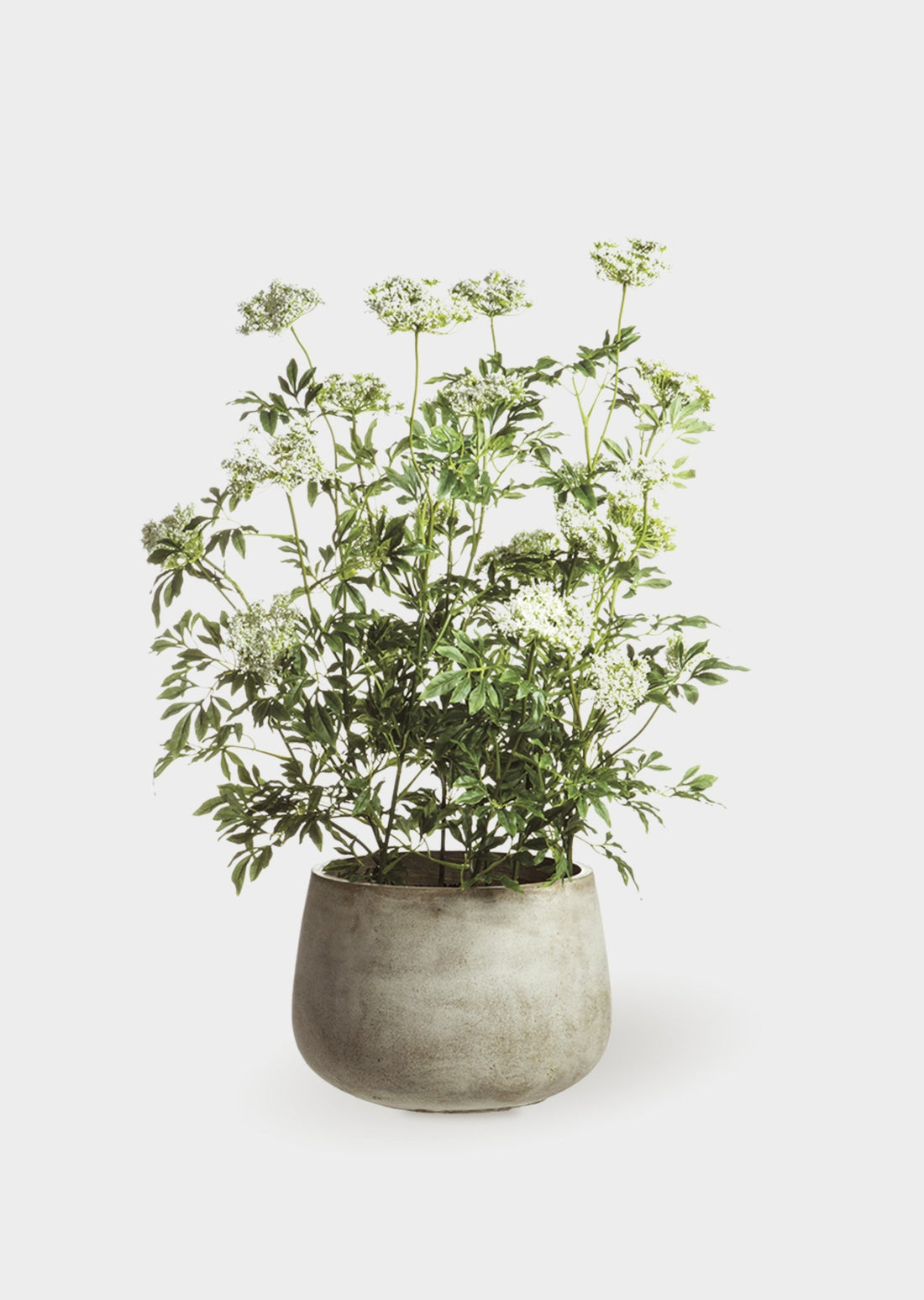 Potted Artificial Queen Anne&