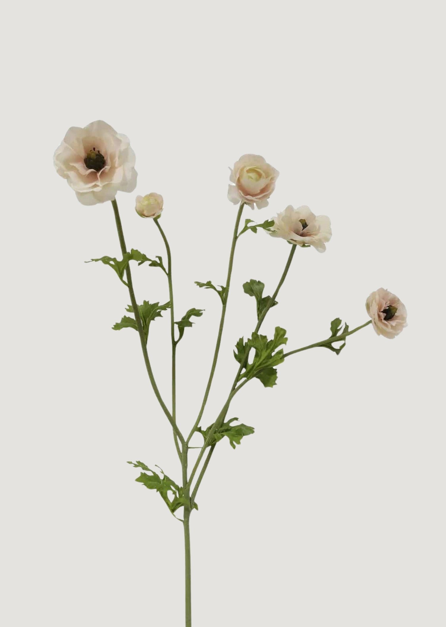 Faux Ranunculus in Light Cream