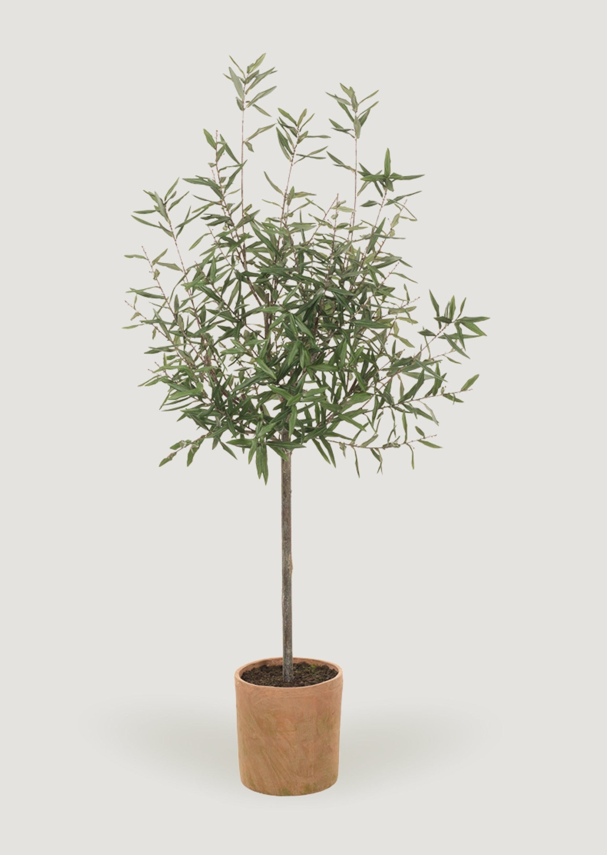 Potted Olive Tree in a Clay Pot