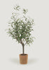 Potted Olive Tree