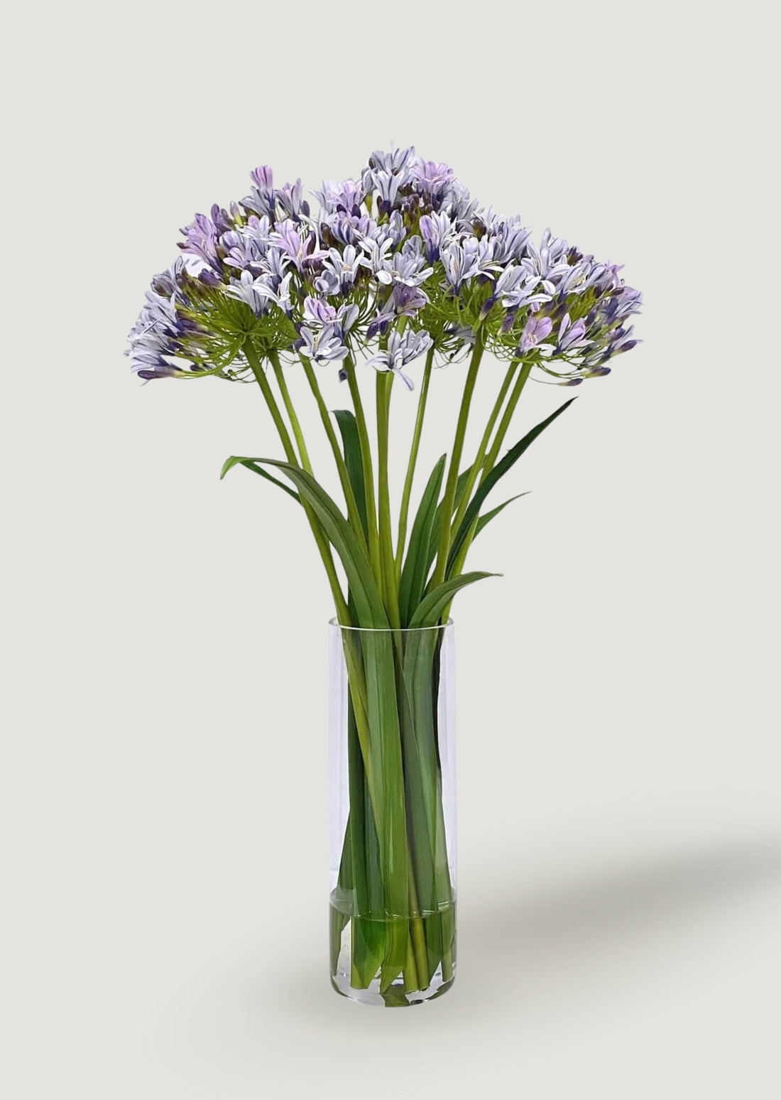 Blue Faux Agapanthus Flower Arrangement in Glass Vase - 31&quot;