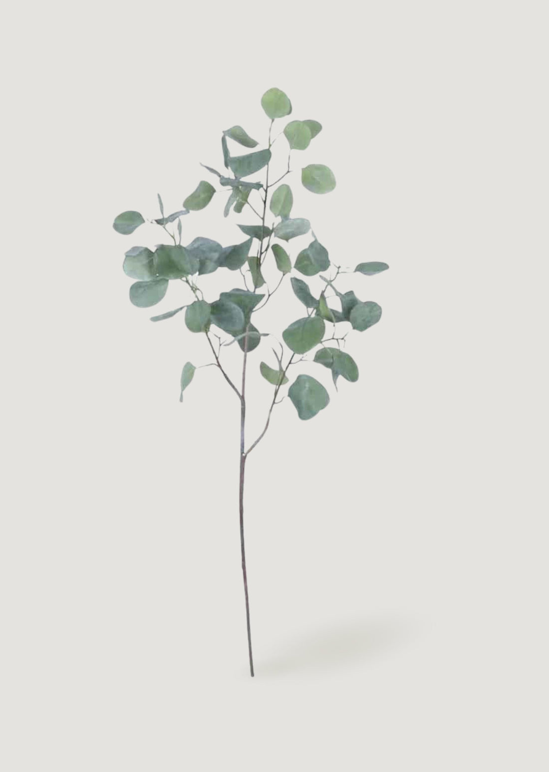 Faux Silver Dollar Eucalyptus Branch