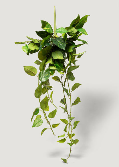 Natural Touch Hanging Pothos