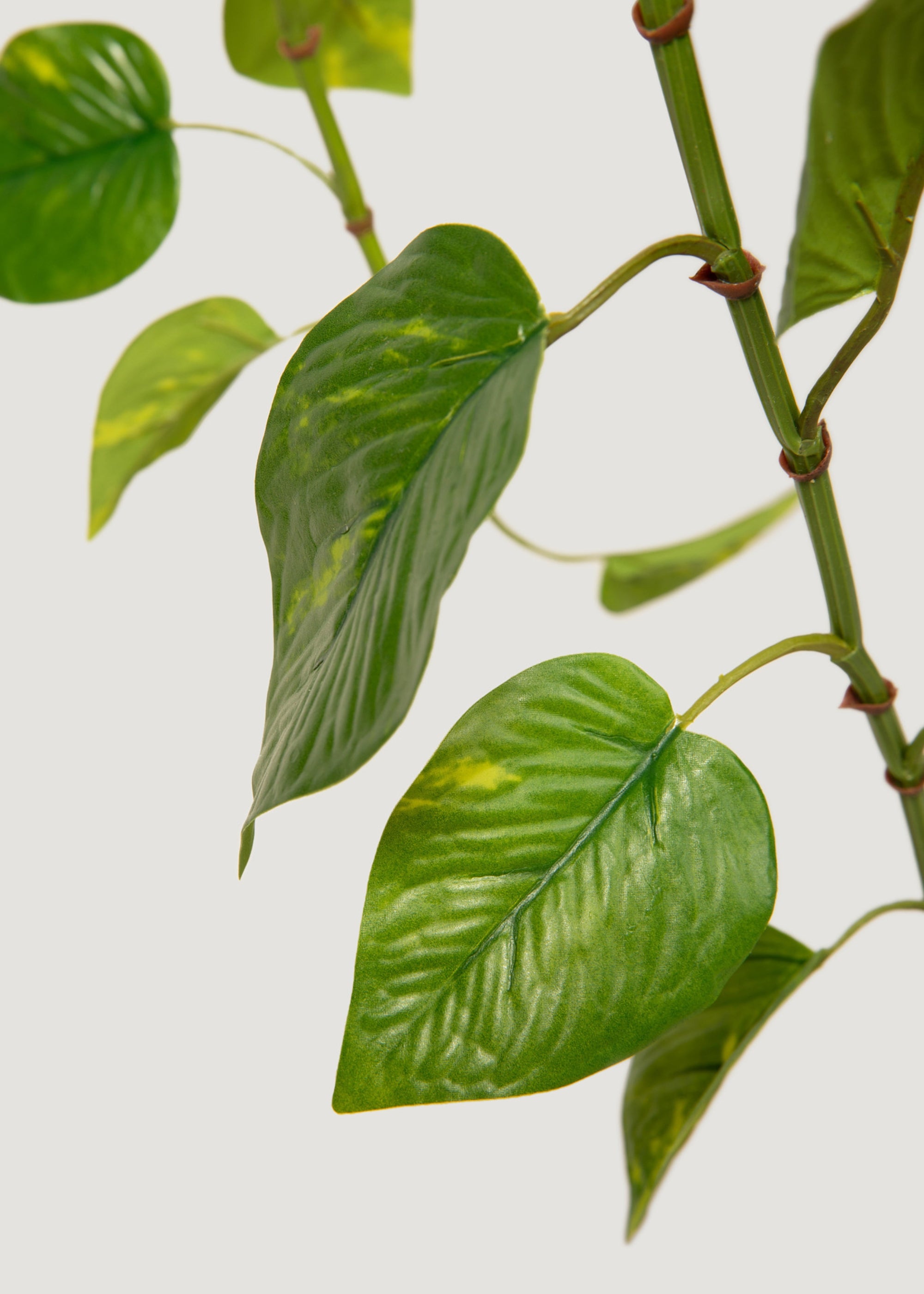 Artificial Pothos Leaves