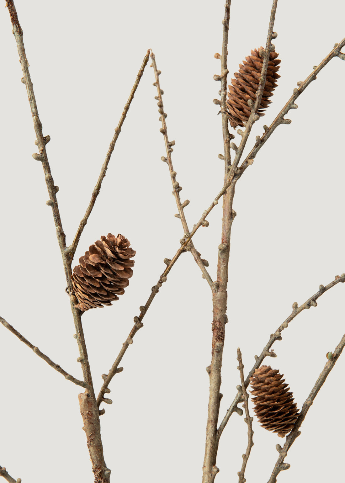 Fake Larch Branch and Pine Cones 