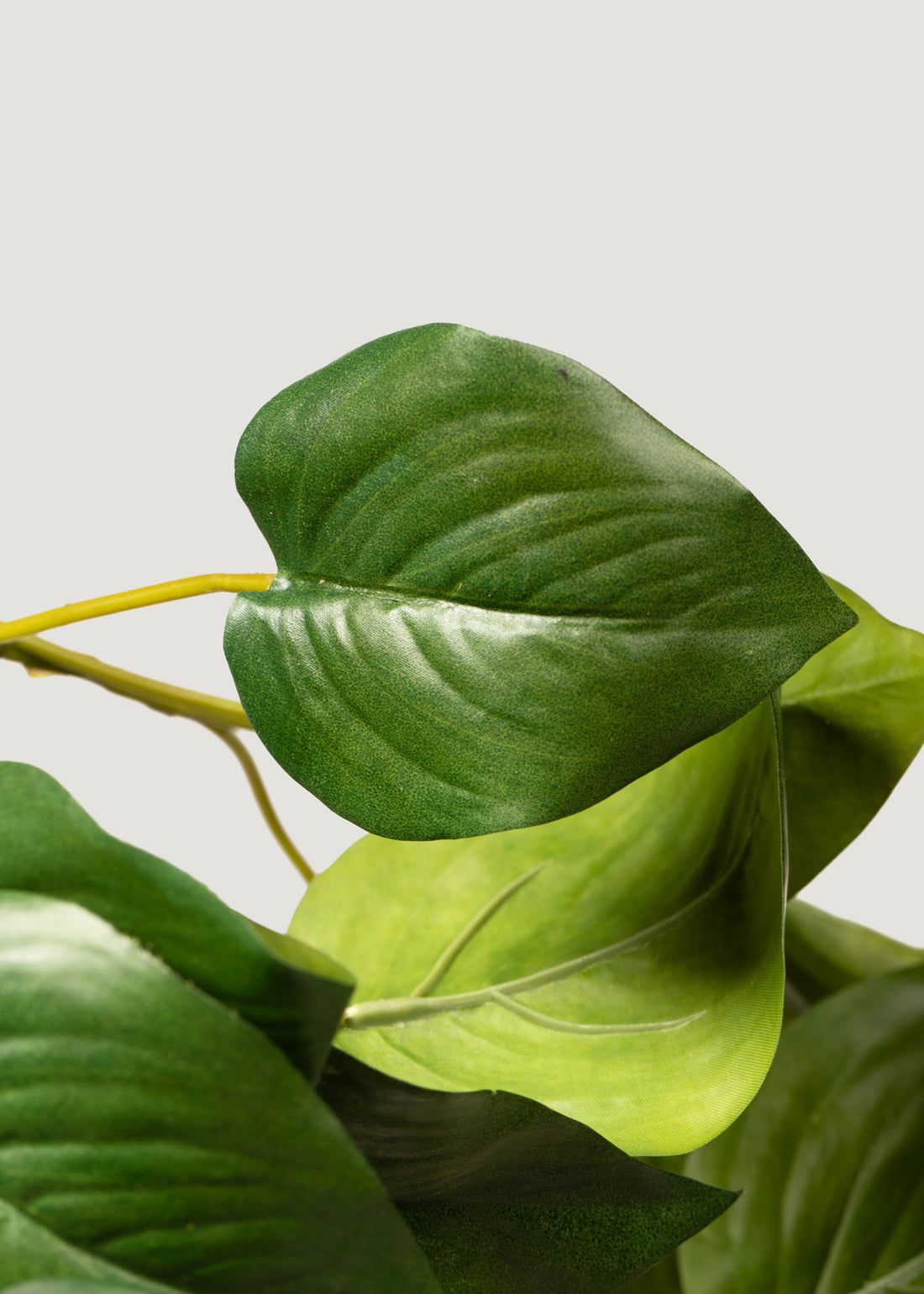 Fake Philodendron Leaves