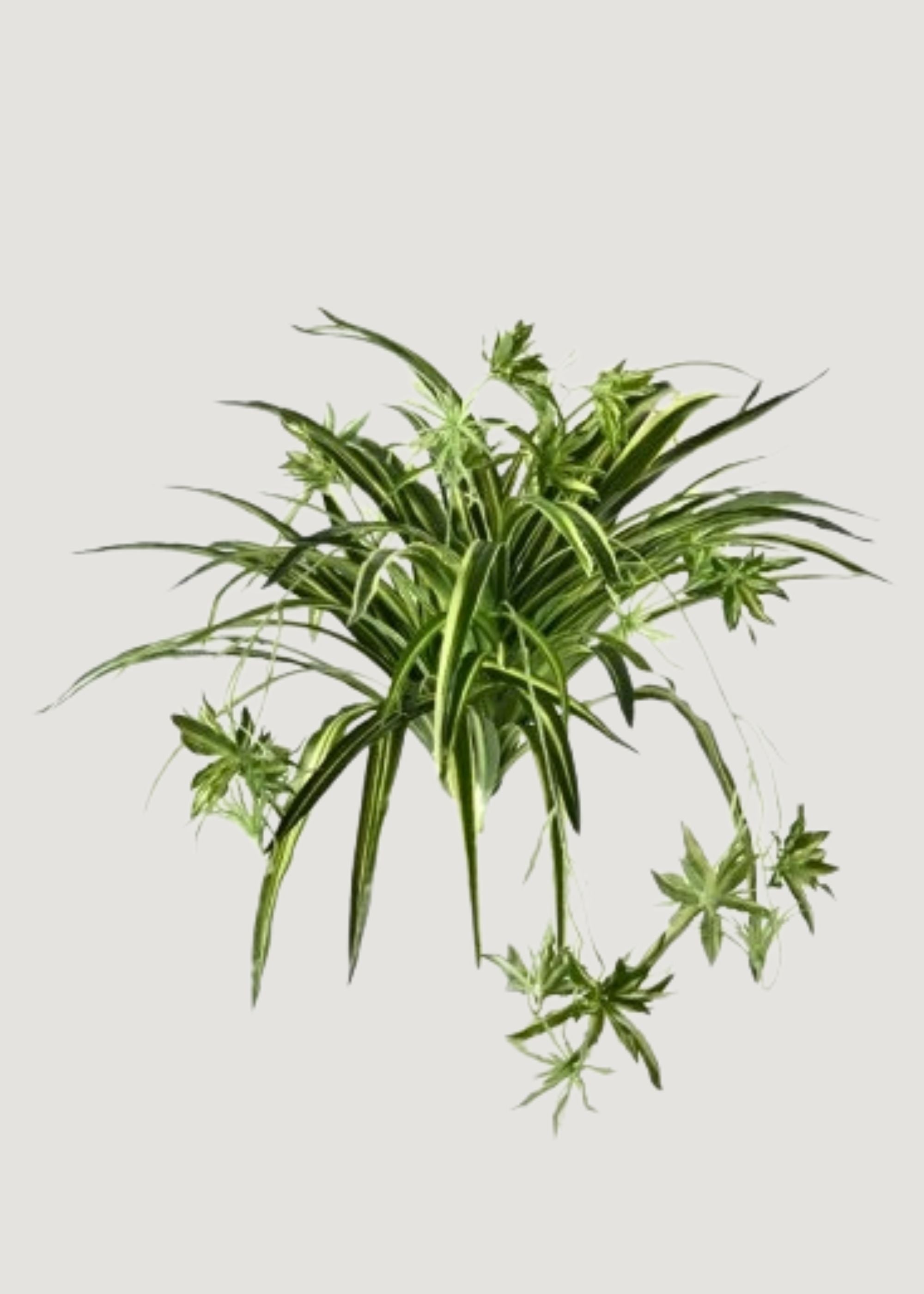 Artificial Spider Plant