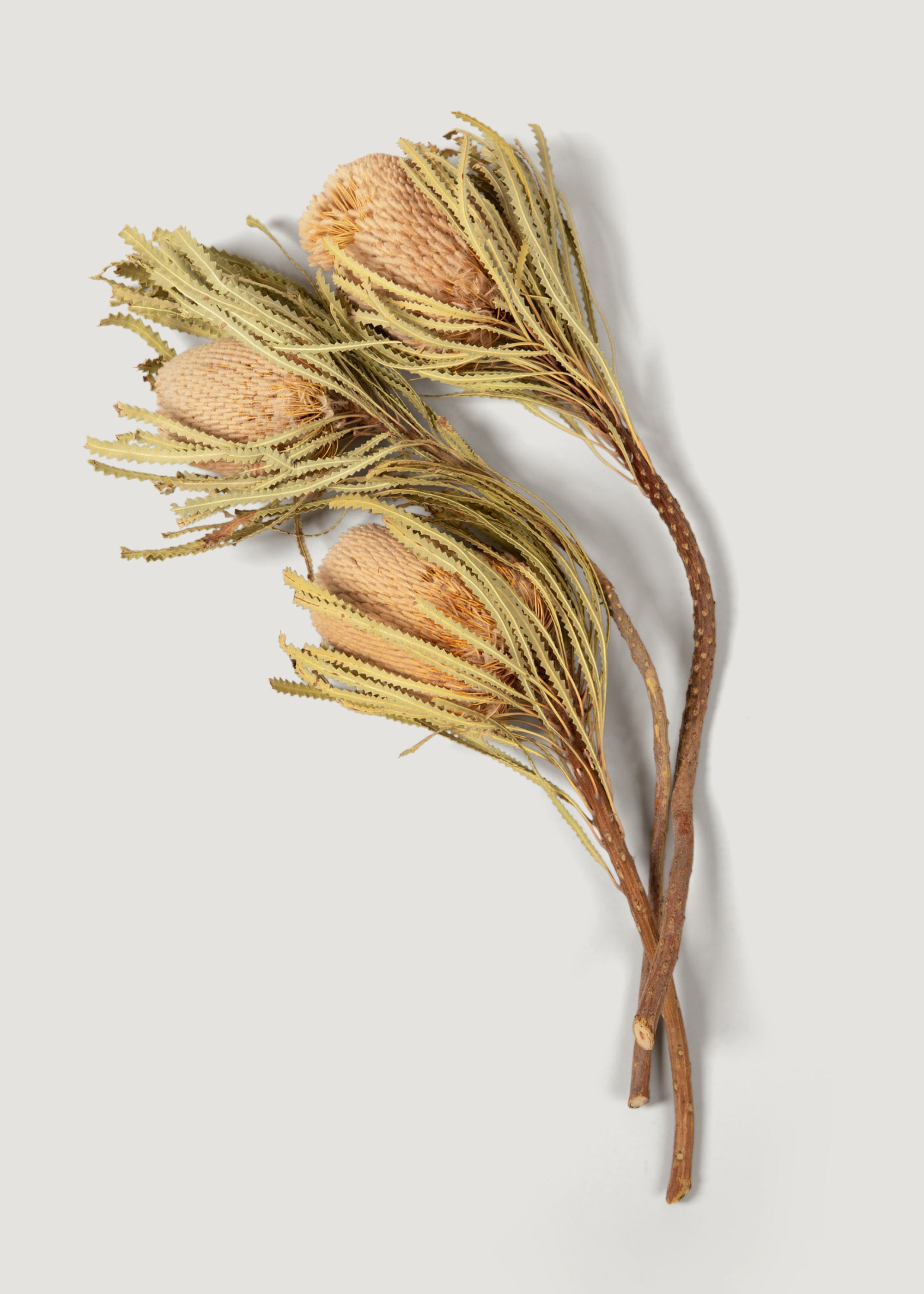 Dried Banksia Protea Flower Bundle - 12-18