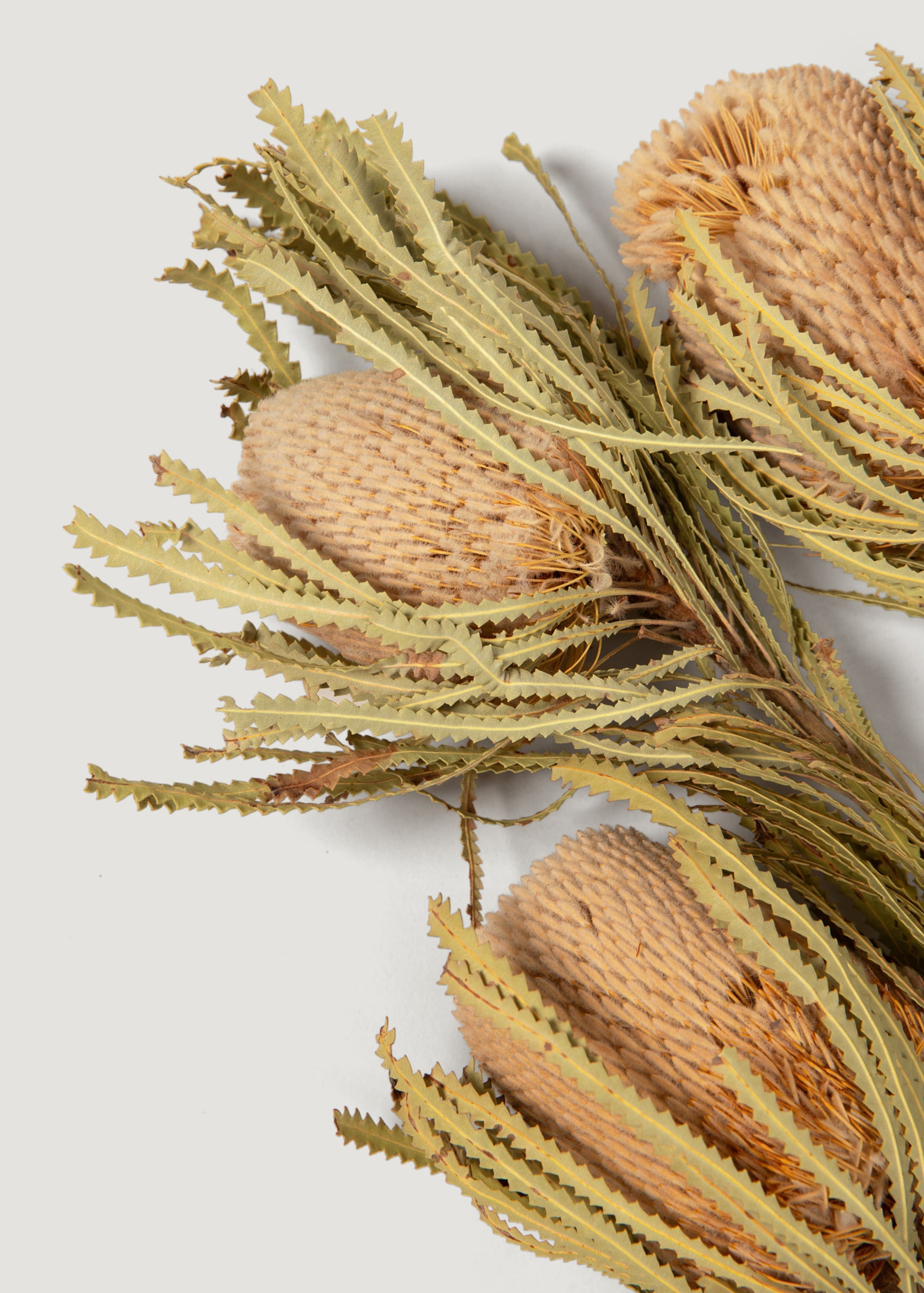 close up of  3 dried banksia protea flowers