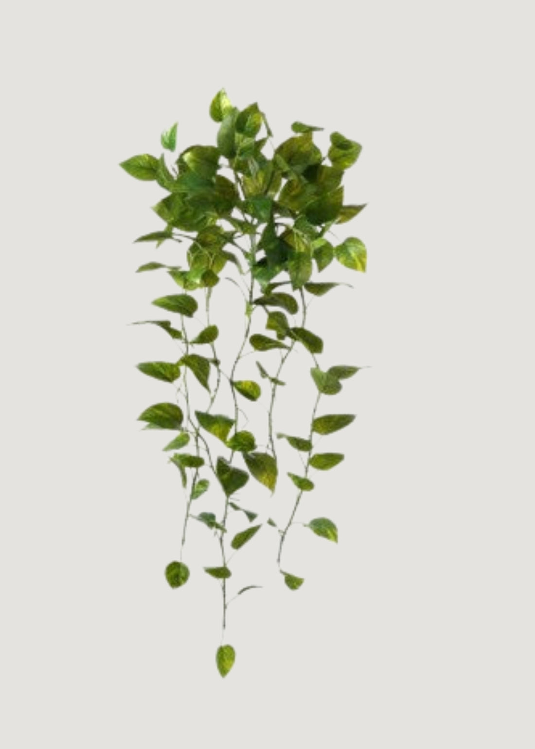 Natural Touch Hanging Pothos