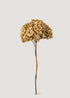 Ivory Preserved Hydrangea Flower Stem