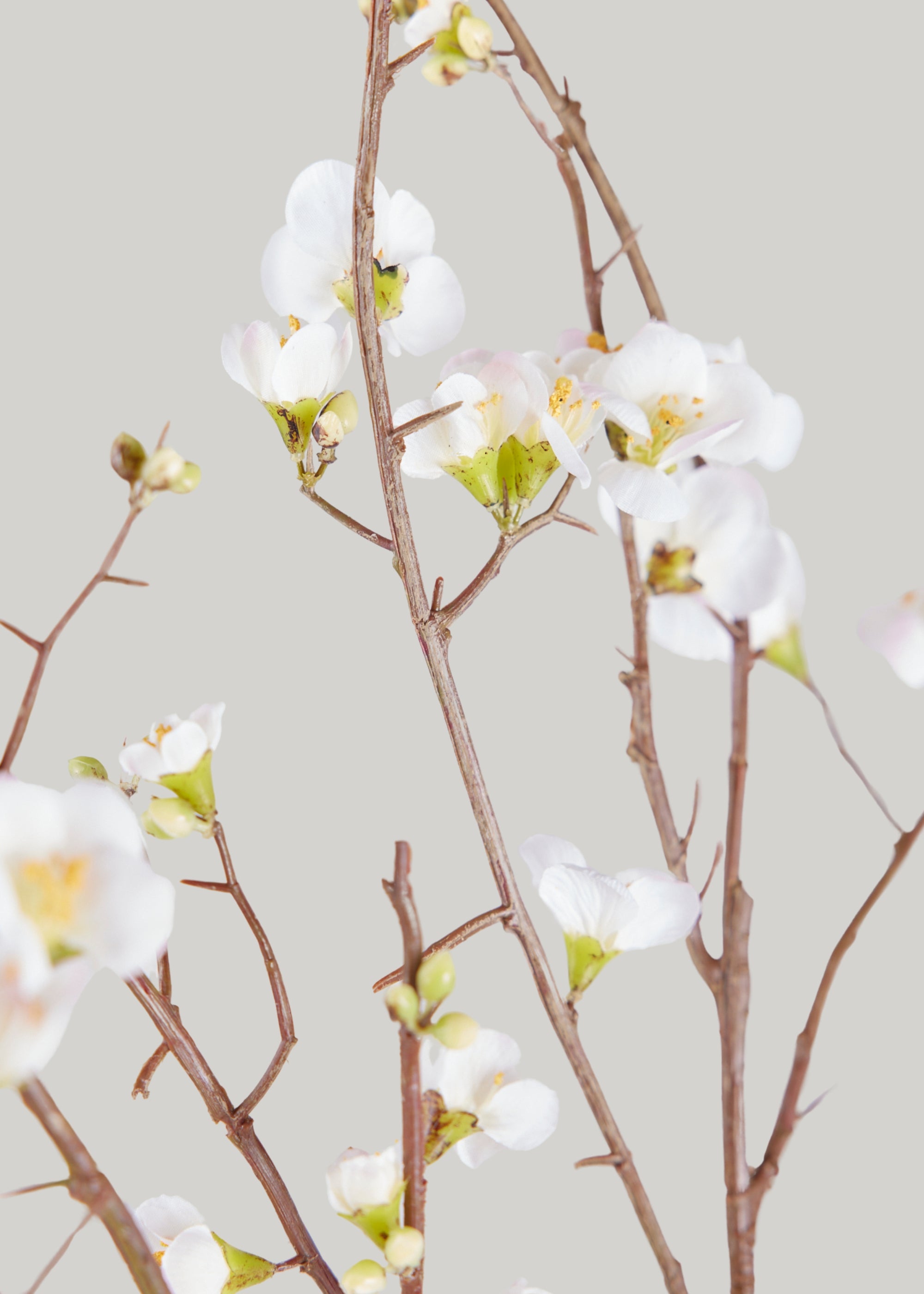 Spring Blossom Branches