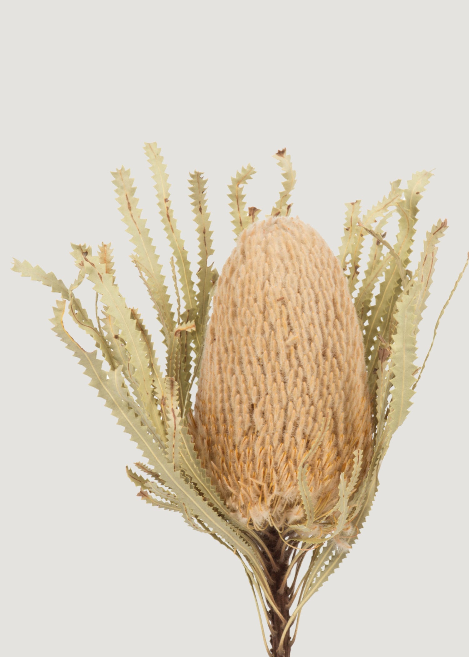 Banksia Protea Flower