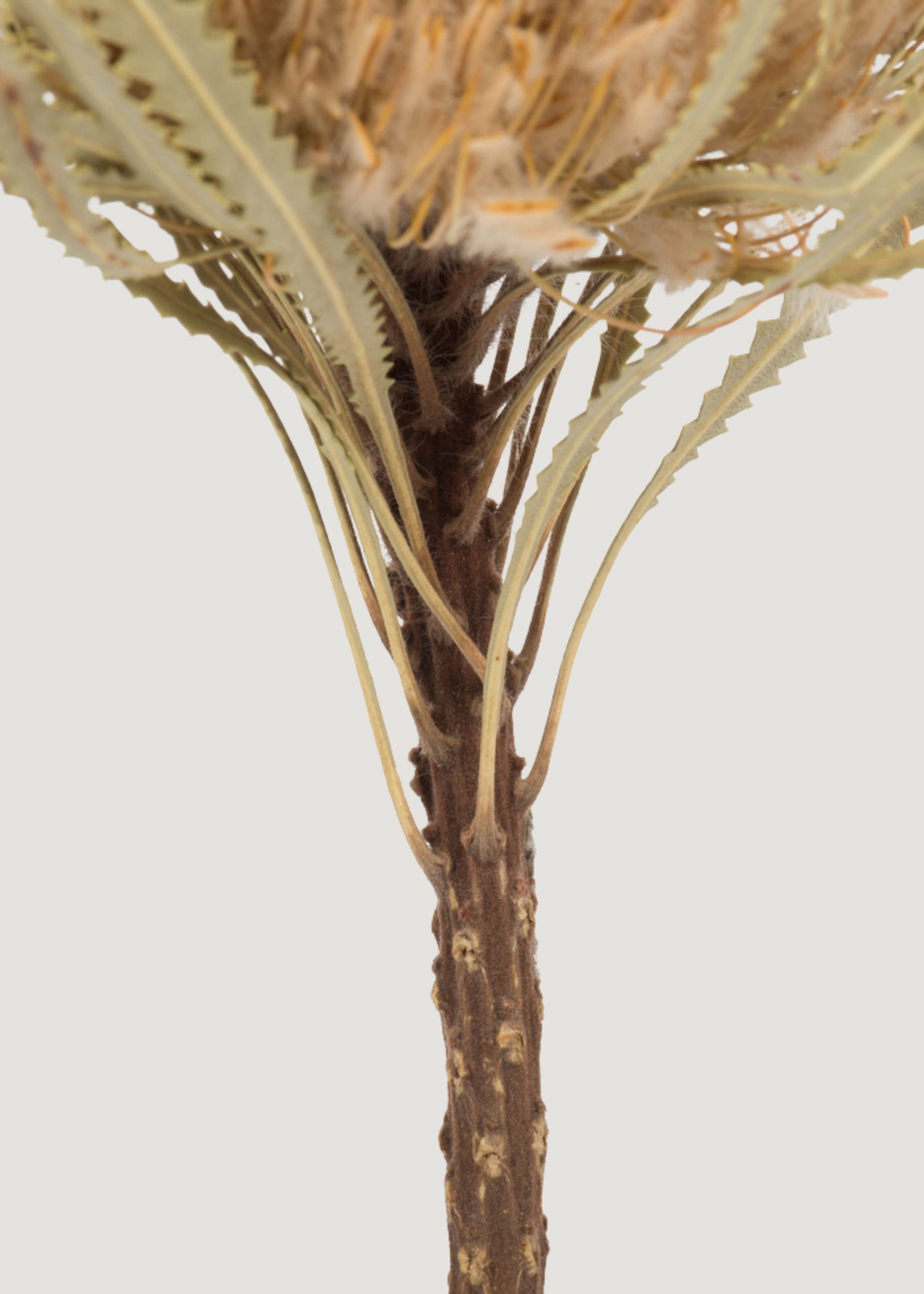  Dried Protea Flower Stem