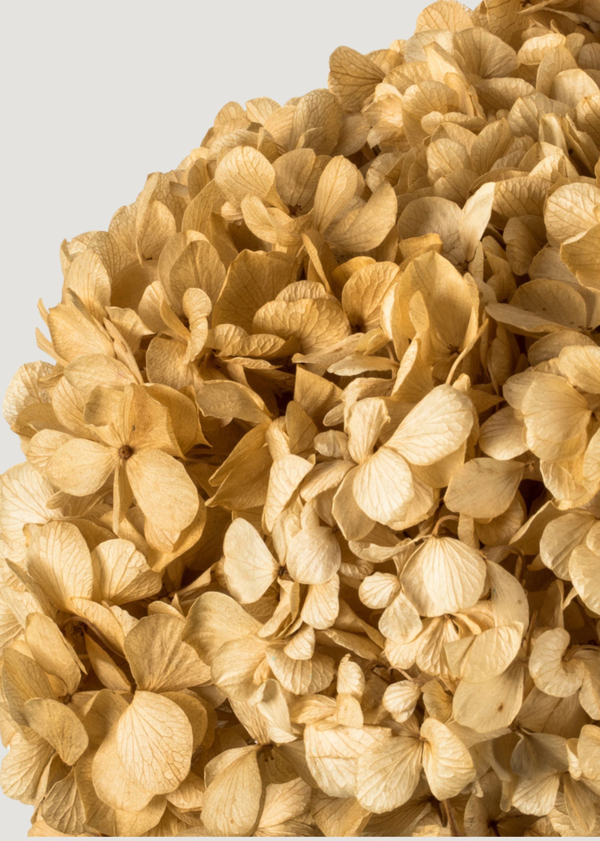 Close-up of the Preserved Hydrangea in Ivory