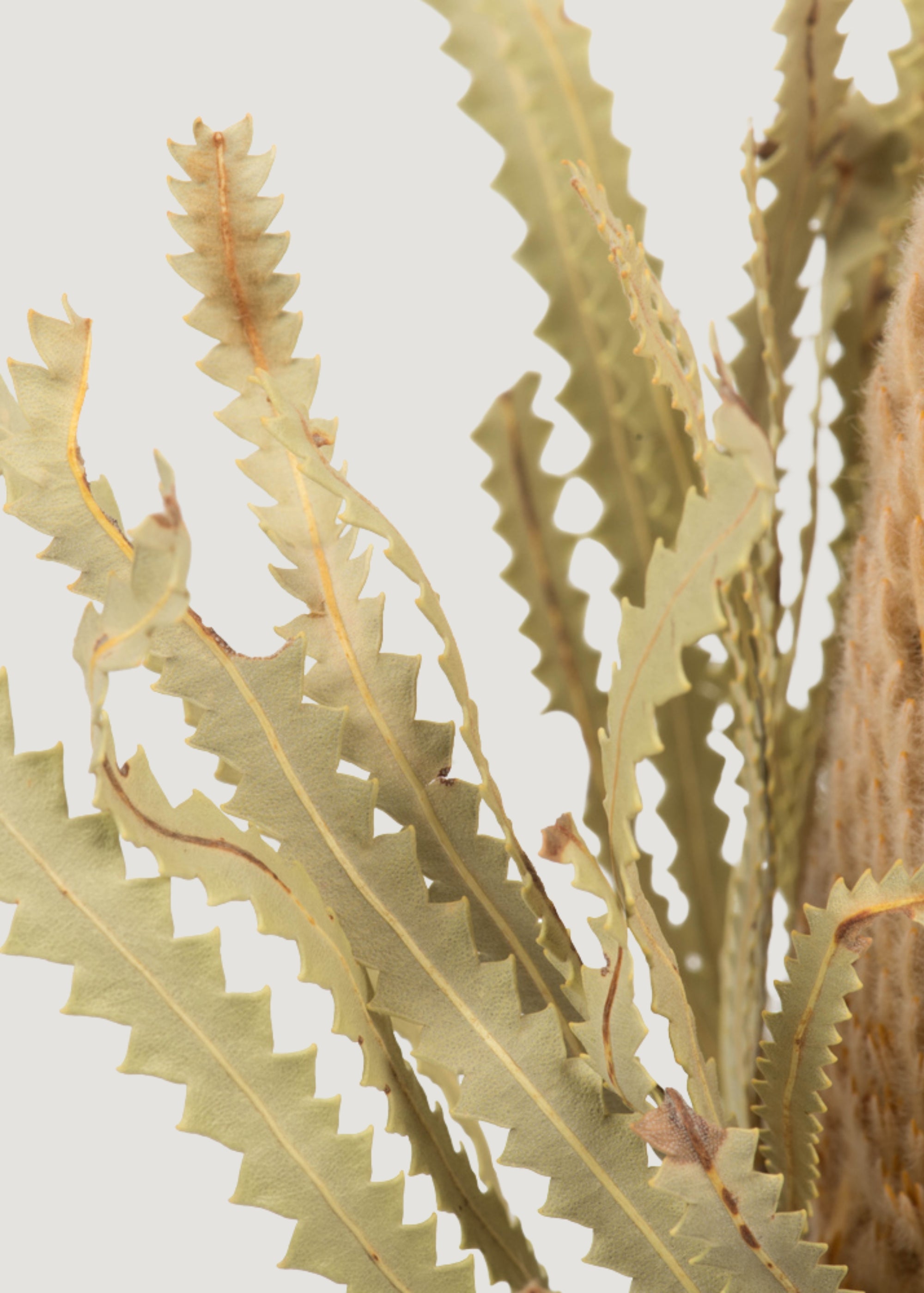 Dried Banksia Protea Flower Bundle - 12-18