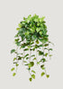 Real Touch Hanging Pothos Plant