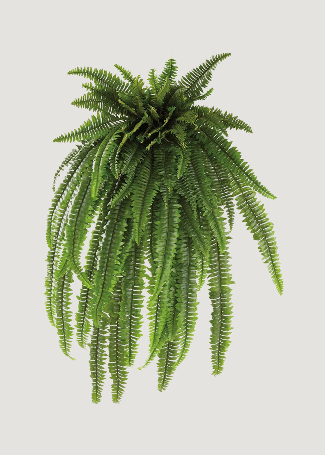 Fake Hanging Boston Fern Plant