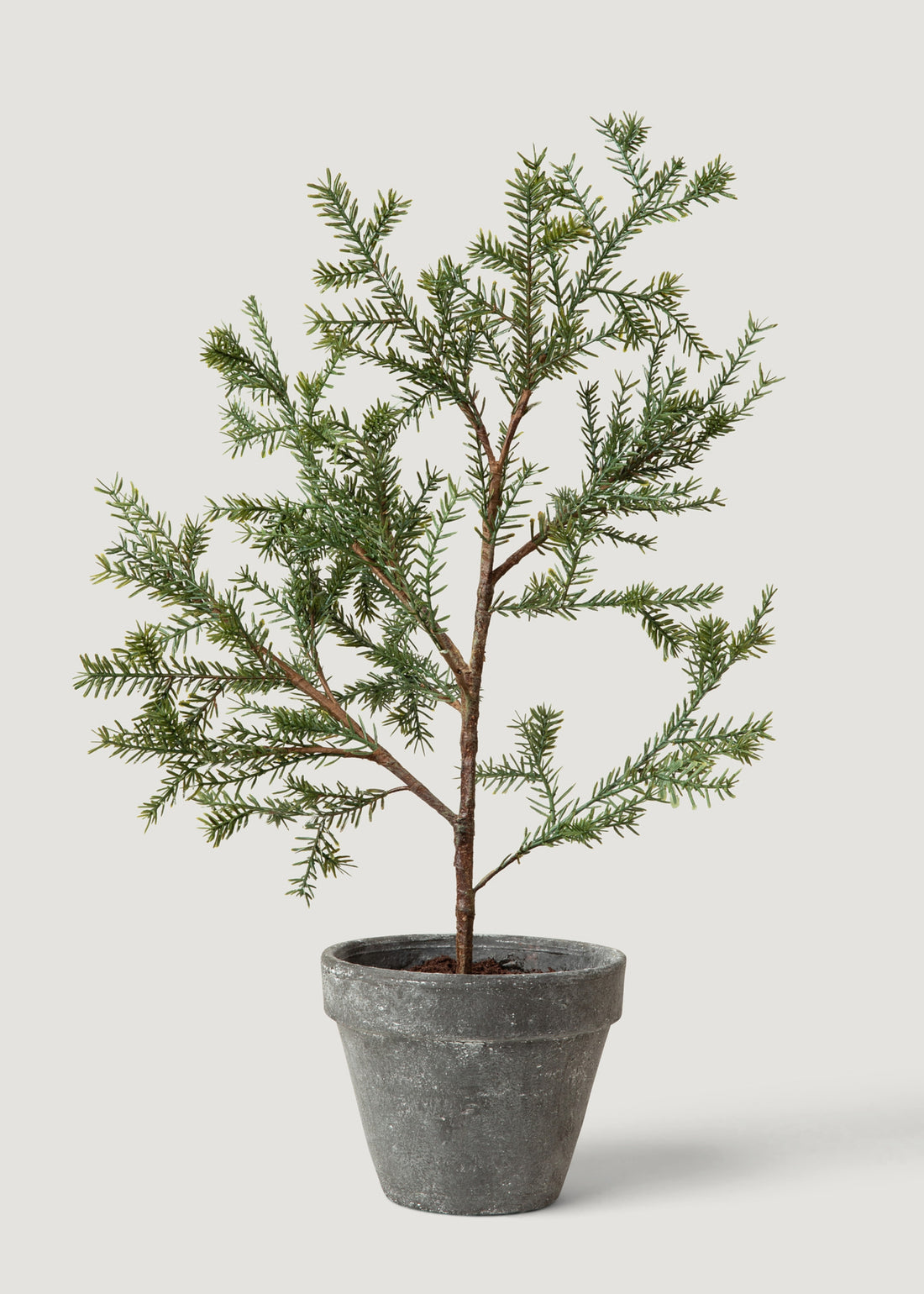 Young Sapling Faux Pine Tree in Pot