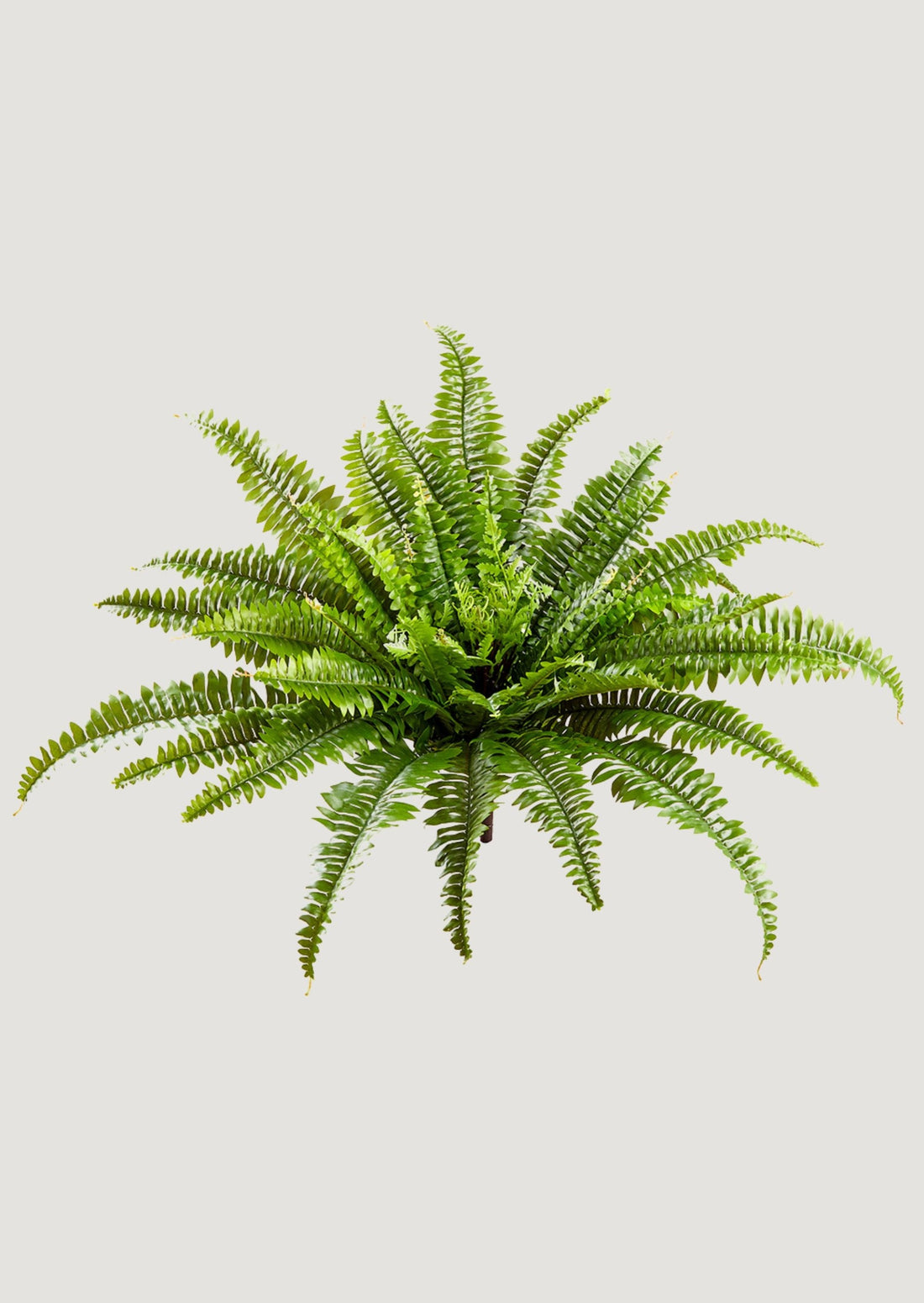 UV Treated Faux Fern