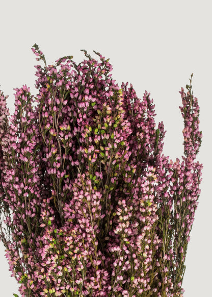 Preserved Heather in Pink