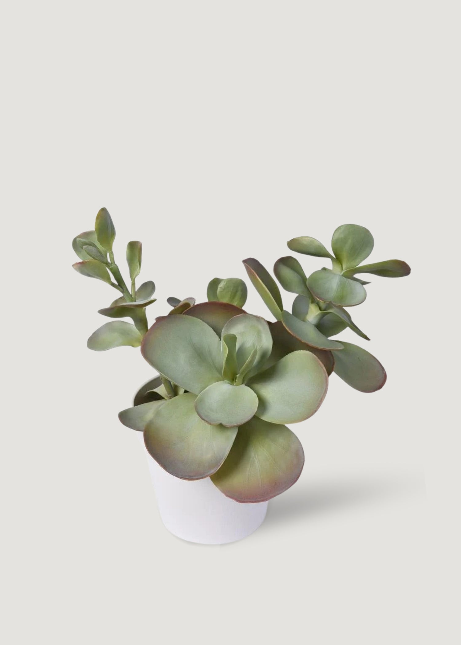 Artificial Succulent Plant in Pot