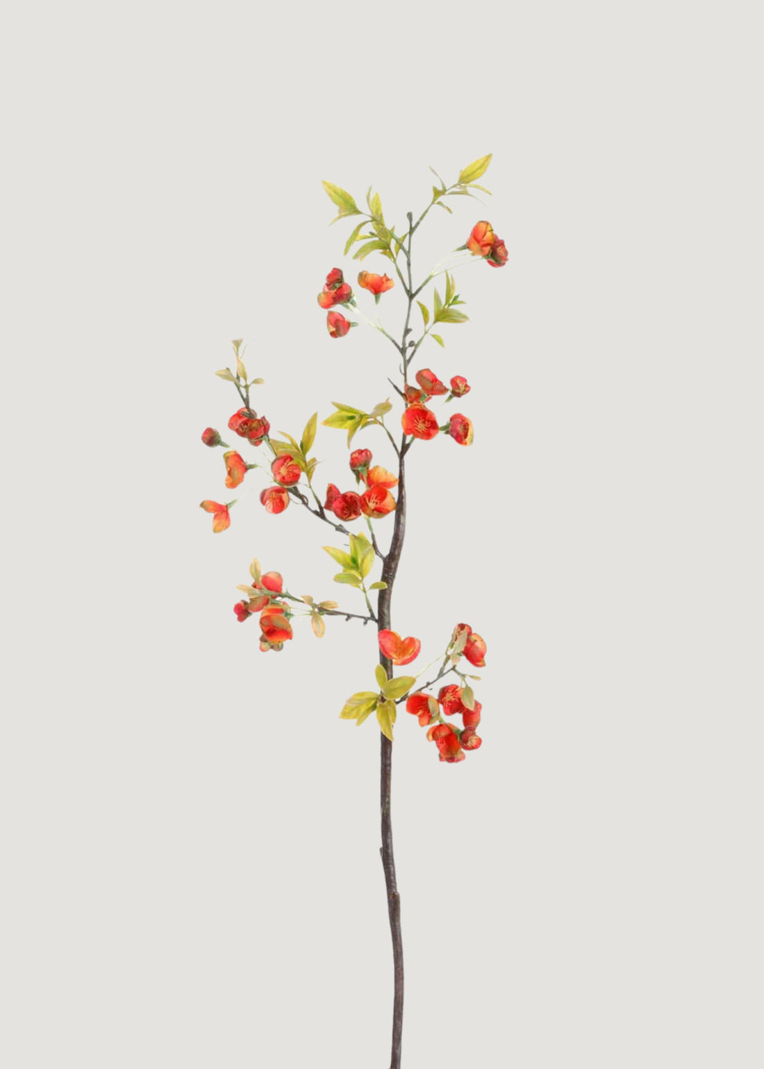 Orange Plum Blossom Branch