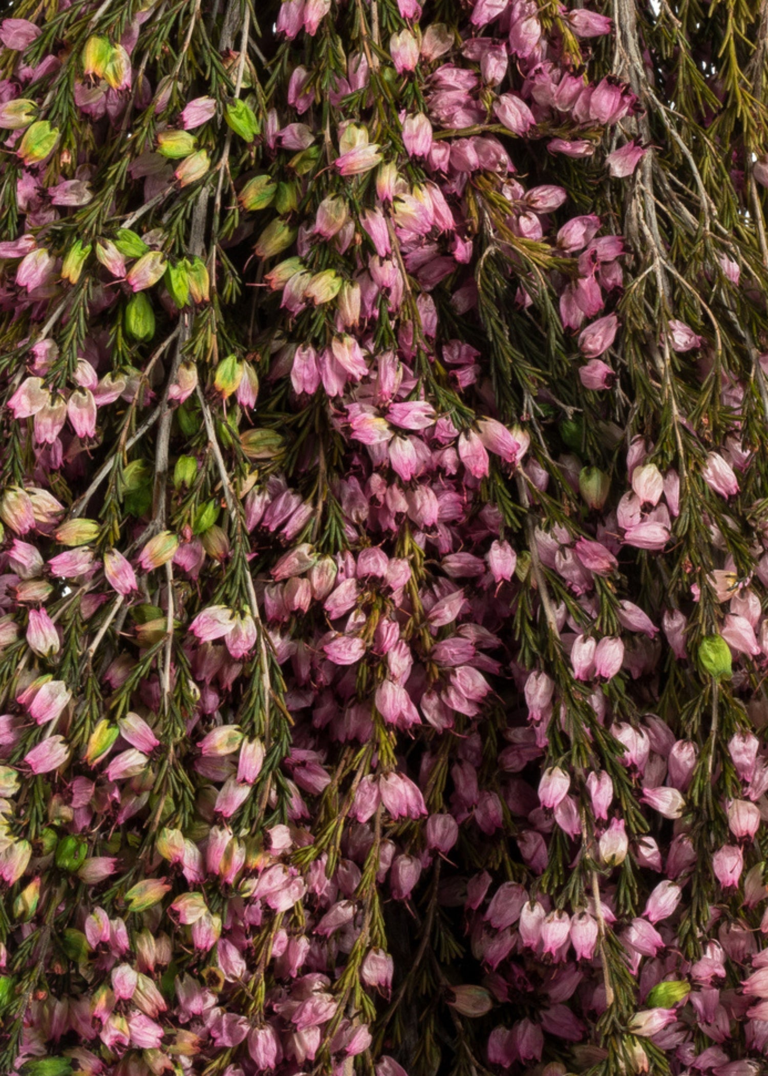 Close-up of Dried Flowers Pink Preserved Heather Bundle