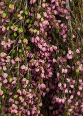 Close-up of Dried Flowers Pink Preserved Heather Bundle