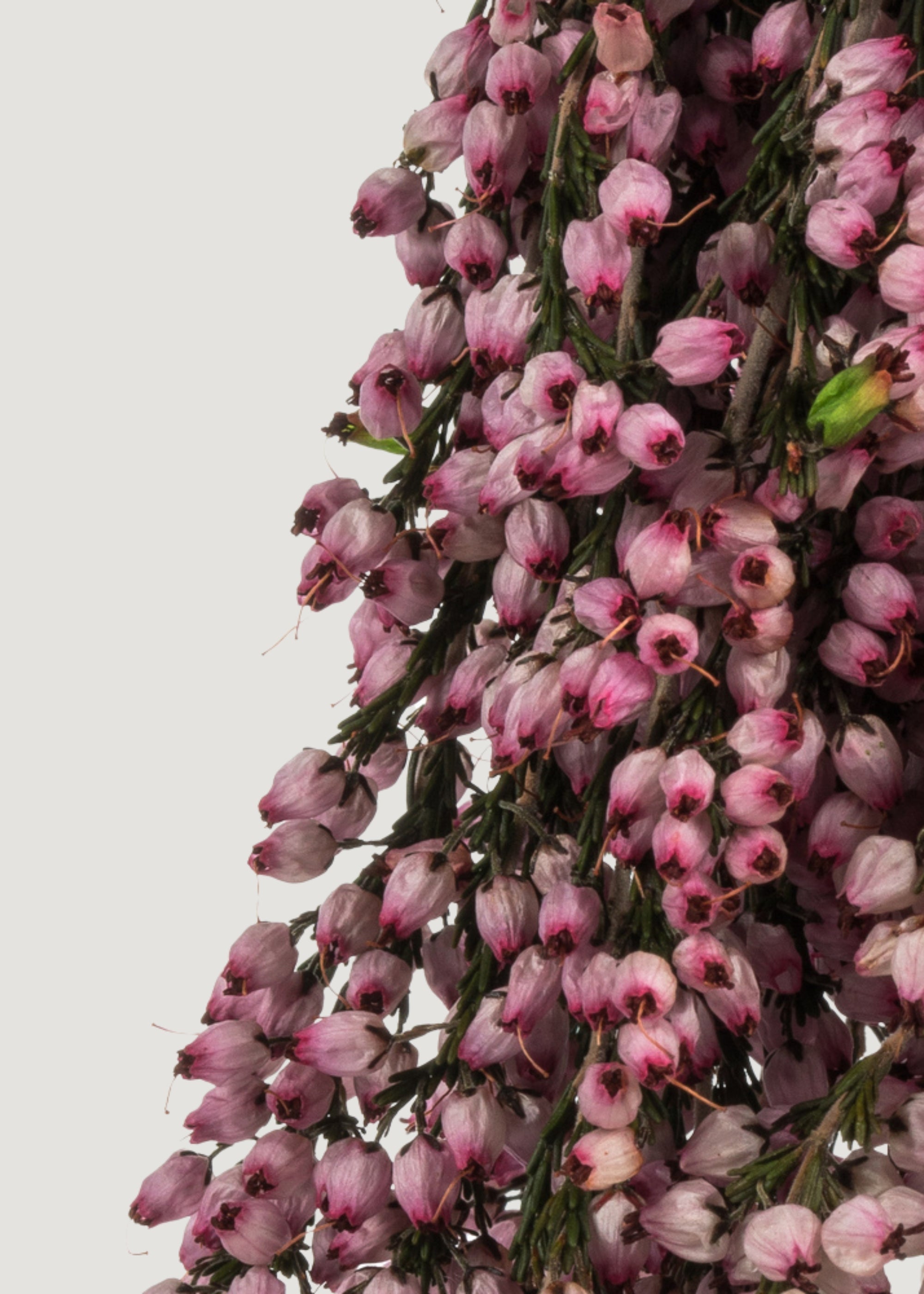 Pink Preserved Heather