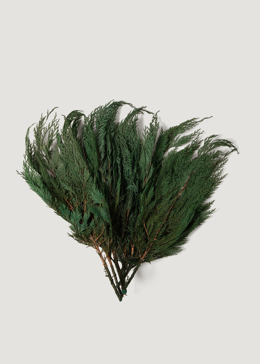 Preserved Cedar Branch Bundle 