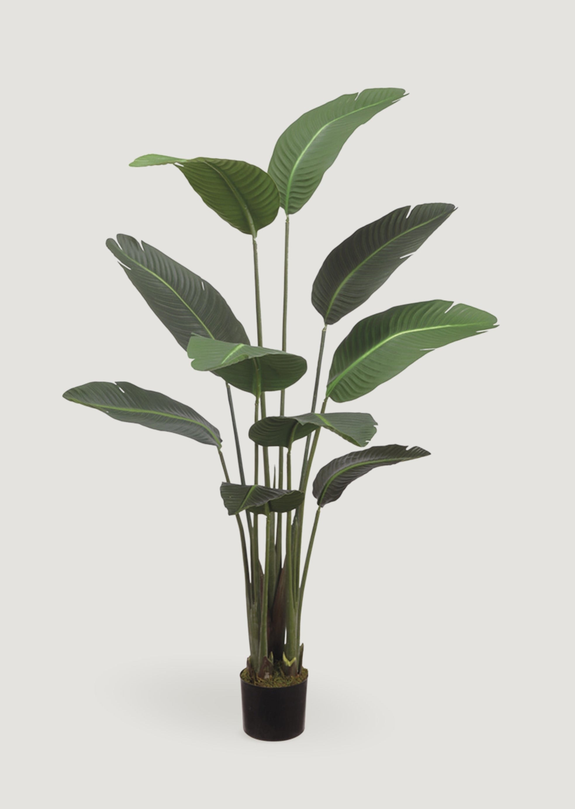 Faux Potted Plants at Afloral Bird of Paradise