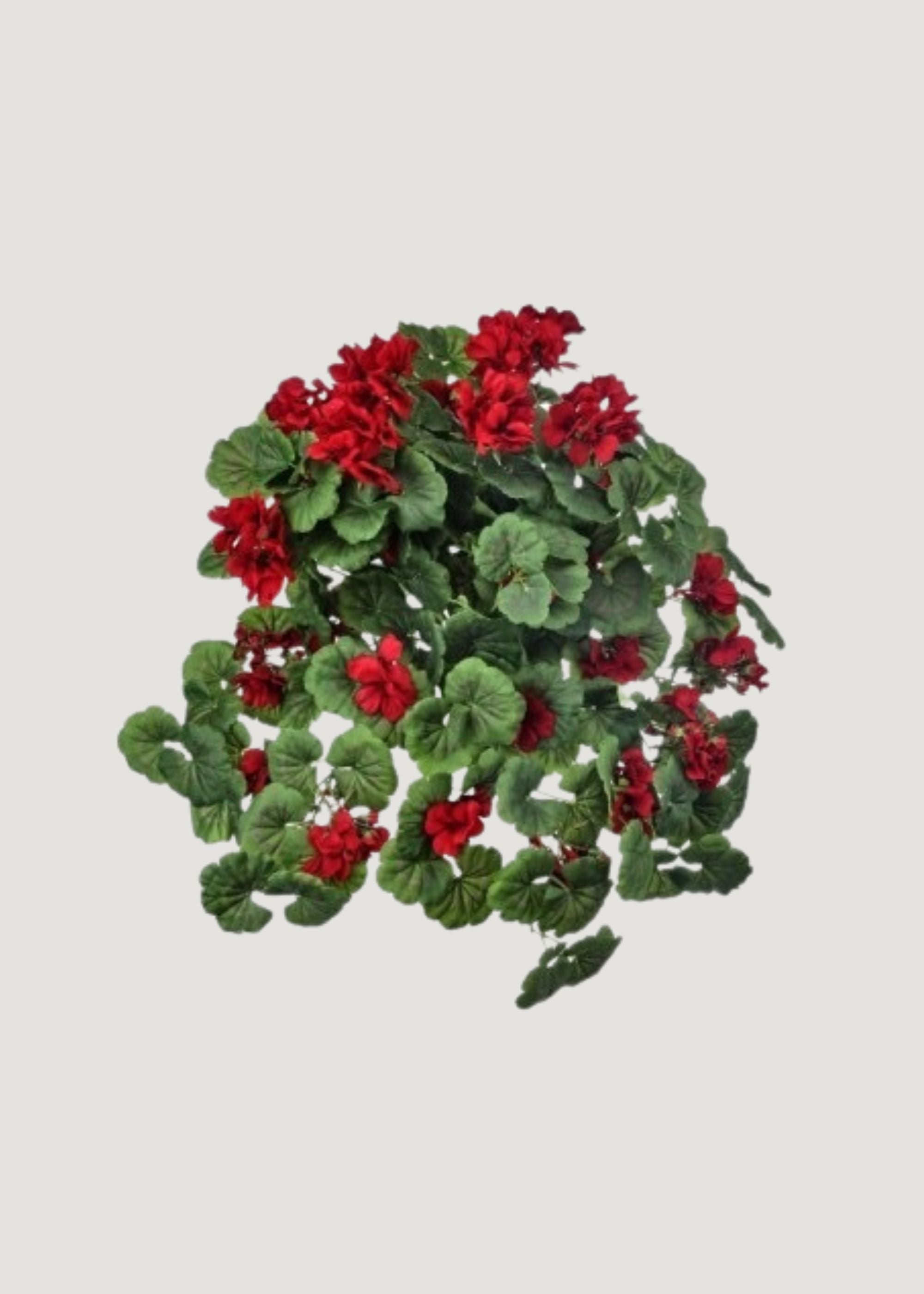 Red Geranium Indoor/Outdoor Hanging Bush