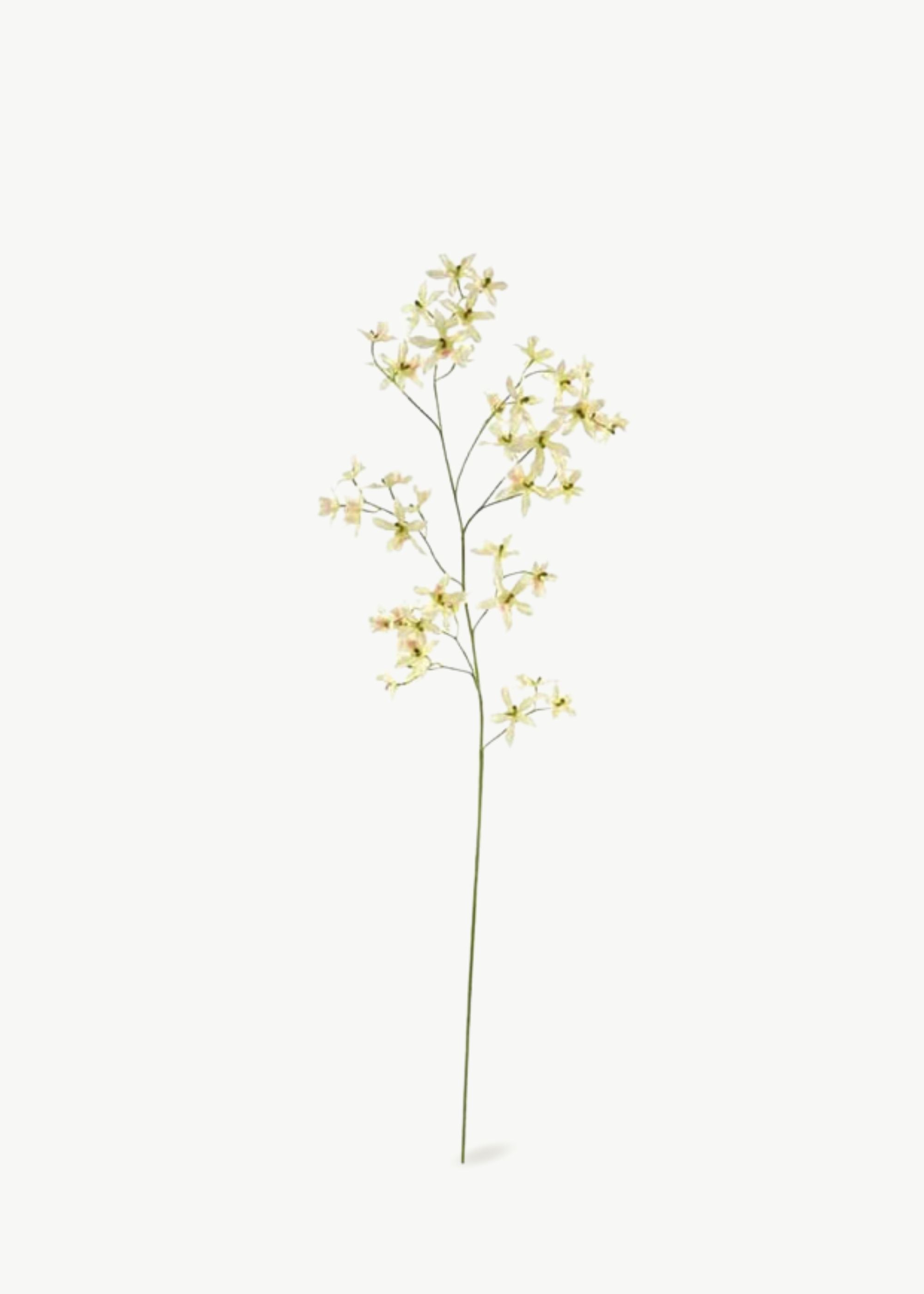 Dancing Oncidium Orchid