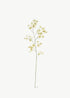 Dancing Oncidium Orchid